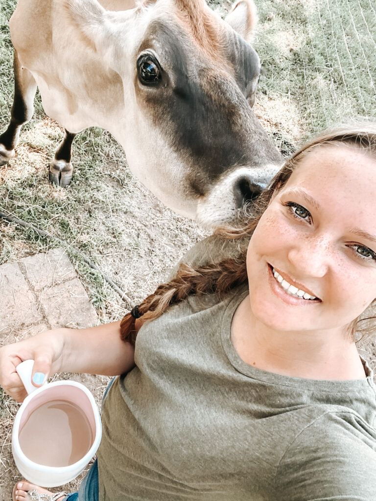 Jersey Milk Cow with Lady in Green Shirt Holding Coffee Cup